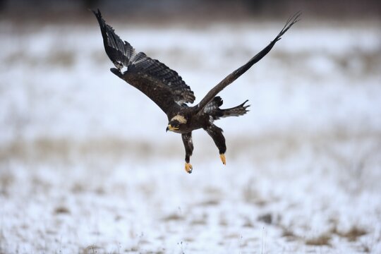 Steppe eagle (Aquila nipalensis), adult in snow, flying, in winter, Zdarske Vrchy, Bohemian-Moravian Highlands, Czech Republic