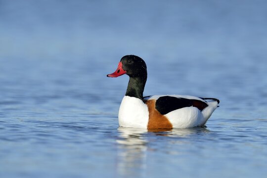 Common Shelduck (Tadorna tadorna), swimming, Oosterend, Texel, West Frisian Islands, province of North Holland, The Netherlands