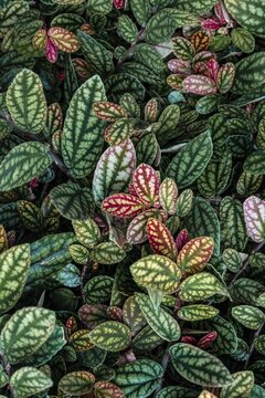 Green and purple patterned leaves, polka dot plant, dotted leaf (Hypoestes phyllostachya), Botanical Garden Berlin, Berlin, Germany