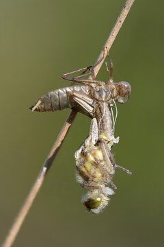 White-faced darter (Leucorrhinia dubia), hatching, Emsland, Lower Saxony, Germany