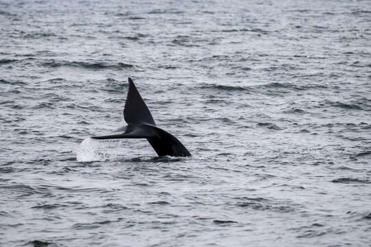 North Atlantic right whale (Eubalaena glacialis), fin from the water, Hermanus, South Africa