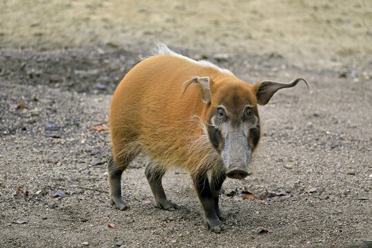 Brush-eared pig (Potamochoerus porcus pictu), adult, captive, Cameroon
