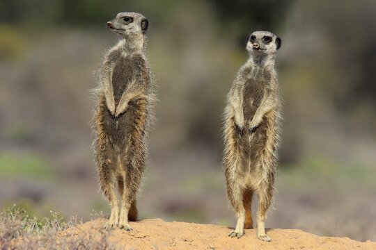 Two Meerkats (Suricata suricatta), adult standing upright, alert, Oudtshoorn, Western Cape, South Africa