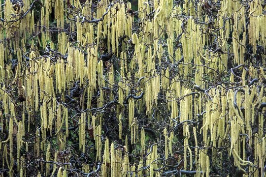 Hazelnut, corkscrew hazel (Corylus avellana contorta), flowering, Baden-W&uuml;rttemberg, Germany