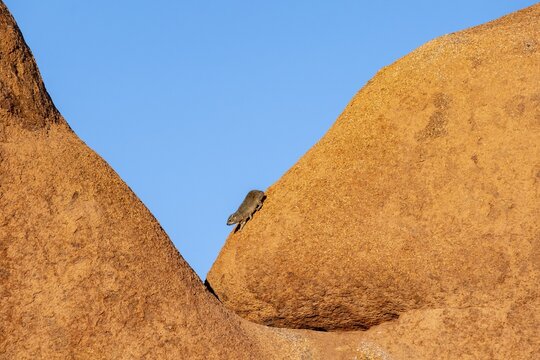 Rock hyrax (Procavia capensis) walks down on a big boulder, Pontok-Berge, Spitzkoppe, Gro&szlig;e Spitzkuppe Nature Reserve, Namibia