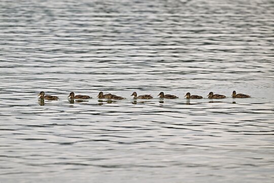 Mallard, (Anas platyrhynchos), female juvenile wings swimming in a row in Lake Zug, Canton Zug, Switzerland