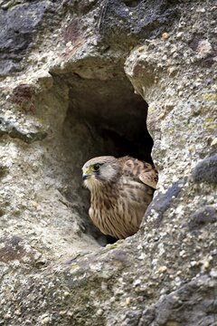 Common Kestrel (Falco tinnunculus), adult, sitting in rock face, Eifel, Germany