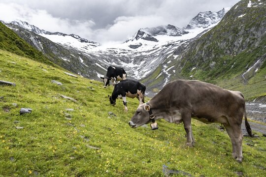 K&uuml;he im Tal weiden vor Gletscher, Schlegeiskees, Schnee bedeckte Berggipfel, Hoher Weiszint, Berliner H&ouml;henweg, Zillertal, Tirol, &Ouml;sterreich