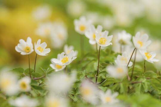 Wood anemones (Anemone nemorosa), flower, Canton Zug, Switzerland
