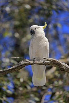 Sulphur-crested cockatoo (Cacatua galerita), adult, on tree, New South Wales, Australia