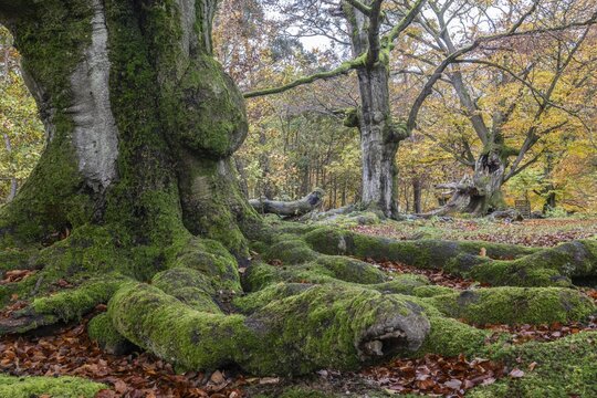 Old copper beeches (Fagus sylvatica) in the Hutewald Halloh, Hesse, Lower Saxony