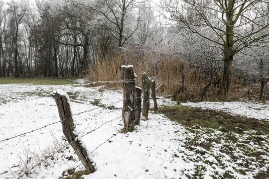 Black alder (Alnus glutinosa) in a snowy floodplain landscape, Emsland, Lower Saxony, Germany