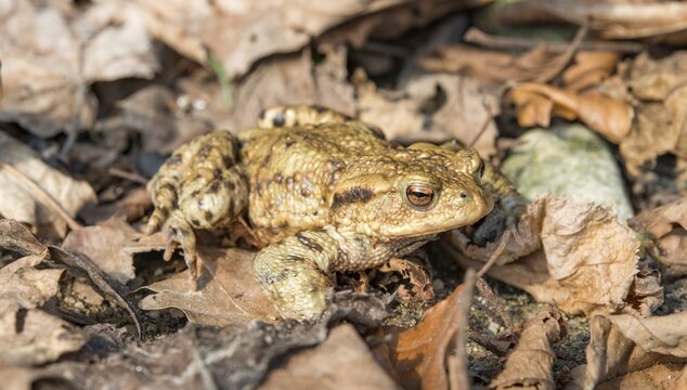 Common toad (Bufo bufo) in foliage, mating season, Stallauer Weiher, Bavaria, Germany