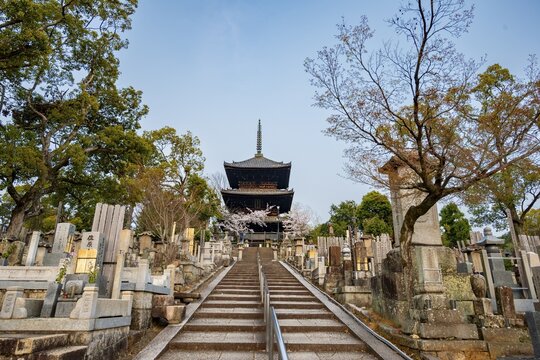 Cemetery and cherry blossom at sunset, stairway to three-story pagoda, Konkai-Komyoji Temple, Kurodanichō, Kyoto, Japan