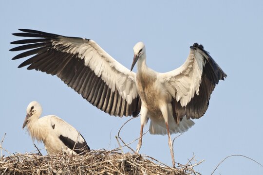 Young White Storks (Ciconia ciconia) during flight training on a nest, North Hesse, Hesse, Germany