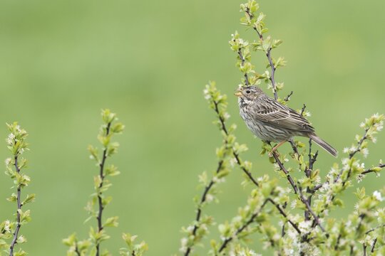 Corn bunting (Emberiza calandra), Brandenburg, Germany
