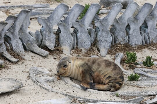 Australian sea lion (Neophoca cinerea), juvenile resting on beach between whale skeleton, Seal Bay Conservation Park, Kangaroo Island, South Australia, Australia