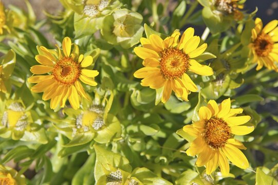 Coastal Gazania (Gazania rigens) near Rosh Pinah, Namibia, Africa