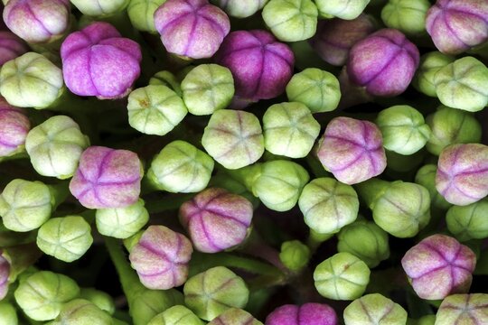 Bigleaf Hydrangea (Hydrangea macrophylla), unopened inner flower buds, macro photo, Baden-W&uuml;rttemberg, Germany