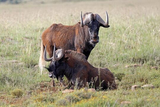 White-tailed wildebeest (Connochaetes gnou), adult, two, Mountain Zebra National Park, Eastern Cape, South Africa