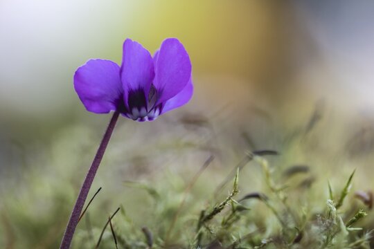 Vorfr&uuml;hls-Cyclamen.Cyclamen coum), Emsland, Lower Saxony, Germany