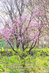 Fototapeta premium blooming apple tree