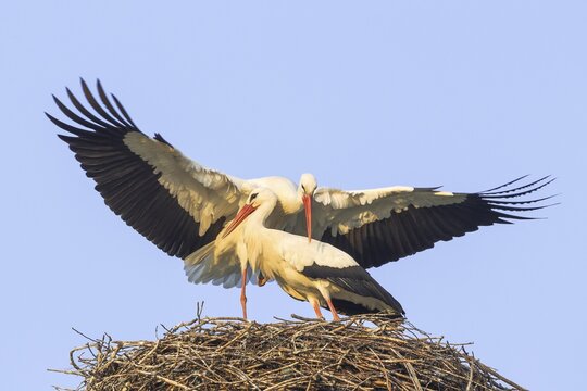 White Storks (Ciconia ciconia), mating, Hesse, Germany