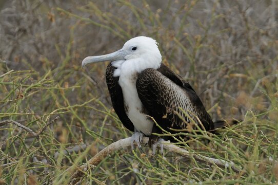 Great Frigatebird (Fregata minor), perched on a branch, Seymour Norte Island, Galapagos Islands, Ecuador, South America