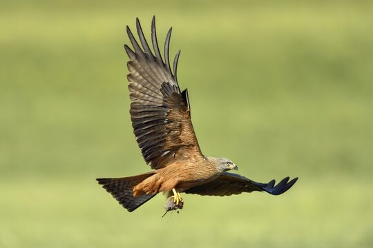 Black kite (Milvus migrans), with mouse in the catches, flying over a meadow, Canton Zug, Switzerland