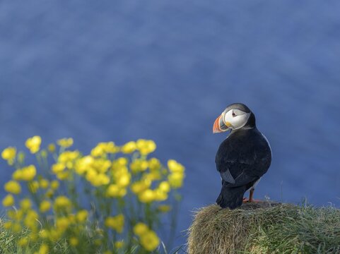 Puffin (Fratercula arctica), Borgarfj&ouml;r&eth;ur, Austurland, Iceland