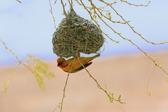 Cape Weaver (Ploceus capensis), adult male, hangs on nest during nest building, Little Karoo, Western Cape, South Africa