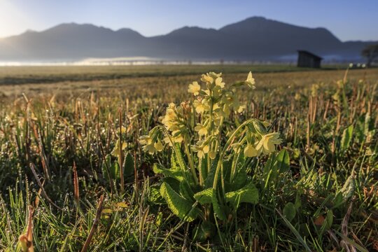 Common cowslip (Primula veris), wildflowers, sunrise, morning mood, backlight, dewdrops, morning dew, mountains, mountain landscape, sunny, Loisach-Lake Kochel moor, behind Jochberg (right), Alpine foothills, Bavarian Alps, Bavaria, Germany