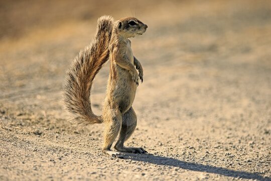 Cape ground squirrel (Xerus inauris), adult, standing, vigilant, tail protecting from sun, Mountain Zebra National Park, Eastern Cape, South Africa
