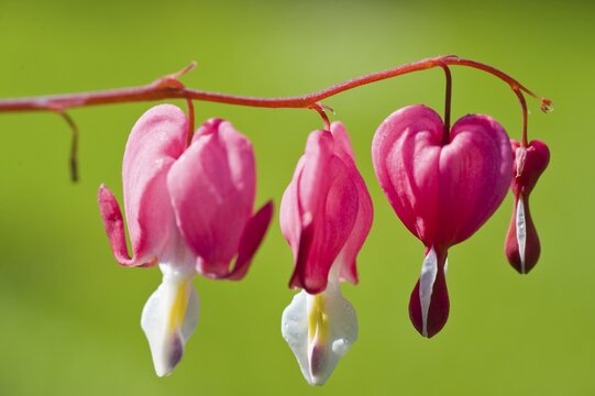 Bleeding Heart (Lamprocapnos spectabilis)