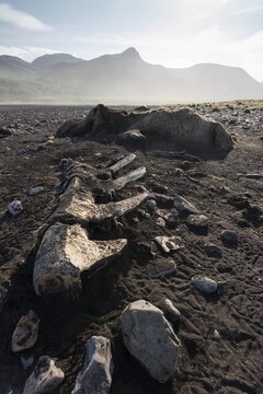 Whale skeleton, beach, Brei&eth;av&iacute;k, East Fjords, V&iacute;knasl&oacute;dir, Iceland