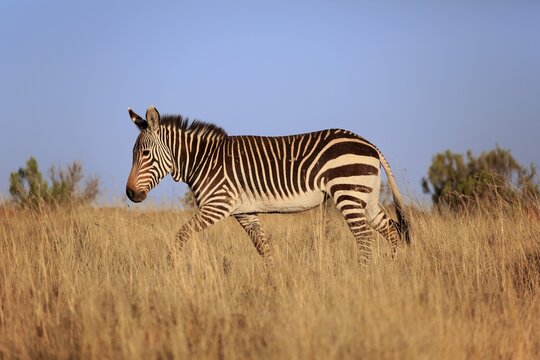 Cape mountain zebra (Equus zebra zebra), adult, running, dry grassland, Mountain Zebra National Park, Eastern Cape, South Africa