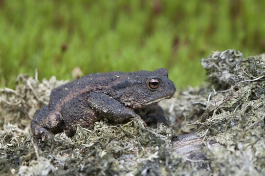 Common Toad (Bufo bufo), Emsland, Lower Saxony, Germany