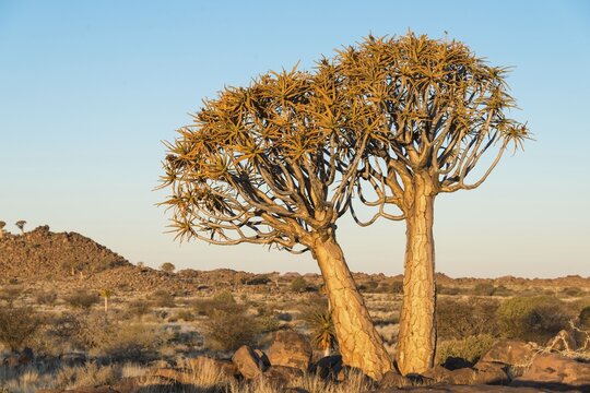 Quiver Tree or Kokerbaum (Aloe dichotoma), near Keetmanshoop, Namibia