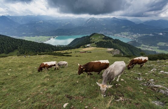 Cows on a slope on the alp, view of the Wolfgangsee from the Schafberg, Salzkammergut, Salzburg, Austria