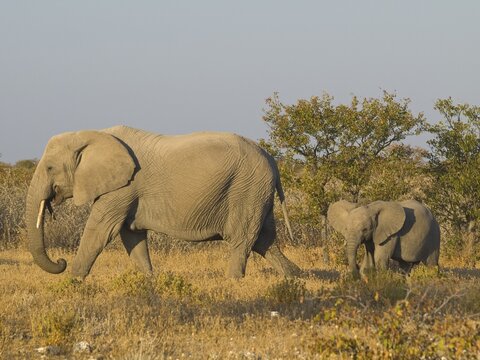 African Bush Elephant (Loxodonta africana) with young animal, Etosha National Park, Namibia, Africa