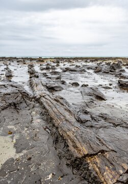 Petrified tree trunk, Petrified forest, Curio Bay, Southland, South Island, New Zealand