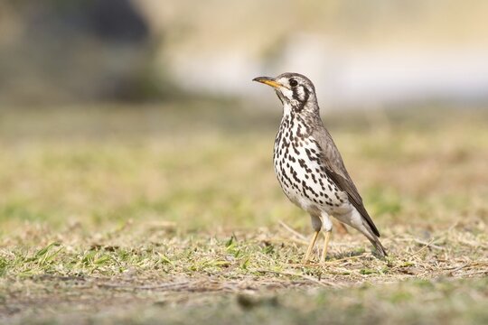 Groundscraper Thrush (Psophocichla litsipsirupa), Etosha National Park, Namibia