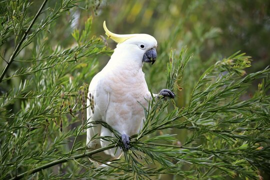 Sulphur-crested cockatoo (Cacatua galerita), adult, sits in the tree and eats, New South Wales, Australia