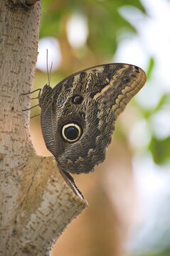 Owl Butterfly (Caligo eurilochus), butterfly conservatory, Wien, Austria, Europe