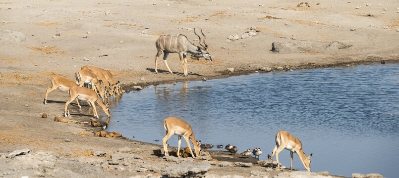Herd of Black-faced Impalas (Aepyceros melampus petersi) and greater kudu (Tragelaphus strepsiceros) drinking, Chudop water hole, Etosha National Park, Namibia