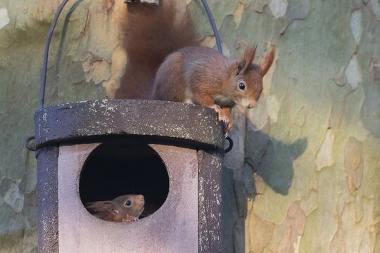 Two young squirrels (Sciurus vulgaris) on owl nesting box, Hesse, Germany