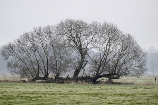 Old silver willow (Salix alba), Fischerhuder W&uuml;mmeniederung, Lower Saxony, Germany