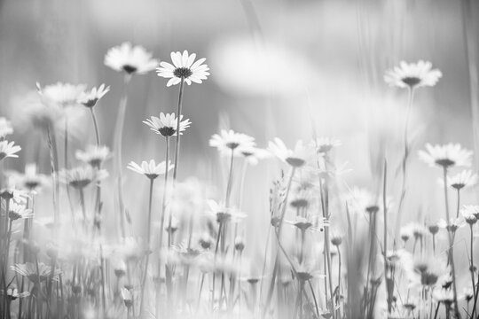 Marguerite (Leucanthemum), black and white, frog perspective, Bavaria, Germany