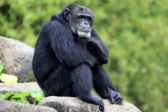 Chimpanzee (Pan troglodytes troglodytes), adult male, sitting on rock, relaxed, captive, occurrence Africa