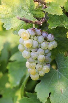 Grape vine (Vitis vinifera), Pinot Blanc, with grapes, in late summer, fruit, fruits, grapes, shortly in front of harvest, in front of the harvest, Ellerstadt, Rhineland-Palatinate, Germany
